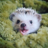 Hedge Hog